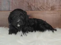 Smokey , a female Bernedoodle for sale in Lewisburg, PA – Photo 5 of 7