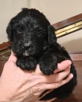 Smokey , a female Bernedoodle for sale in Lewisburg, PA – Photo 3 of 10