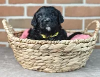 Smokey , a female Bernedoodle for sale in Lewisburg, PA – Photo 6 of 10
