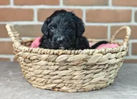 Smokey , a female Bernedoodle for sale in Lewisburg, PA – Photo 10 of 10