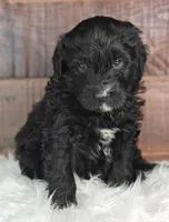 Smokey , a female Bernedoodle for sale in Lewisburg, PA – Photo 1 of 7