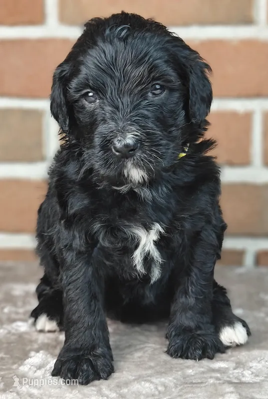Smokey  – Bernedoodle puppy for sale in Lewisburg, PA