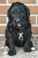Smokey , a female Bernedoodle for sale in Lewisburg, PA – Photo 4 of 10