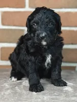Smokey , a female Bernedoodle for sale in Lewisburg, PA – Photo 2 of 10