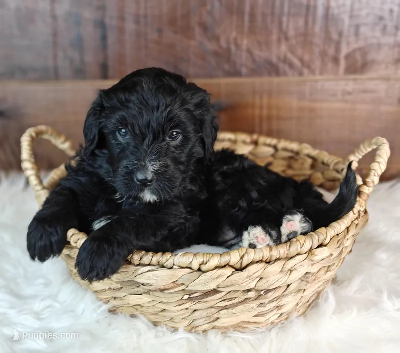 Smokey  – Bernedoodle puppy for sale in Lewisburg, PA