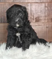 Smokey , a female Bernedoodle for sale in Lewisburg, PA – Photo 4 of 7