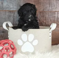 Smokey , a female Bernedoodle for sale in Lewisburg, PA – Photo 2 of 7