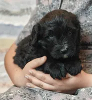 Smokey , a female Bernedoodle for sale in Lewisburg, PA – Photo 6 of 7
