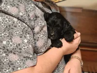 Smokey , a female Bernedoodle for sale in Lewisburg, PA – Photo 9 of 10