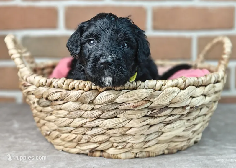 Smokey  – Bernedoodle puppy for sale in Lewisburg, PA