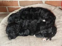 Smokey , a female Bernedoodle for sale in Lewisburg, PA – Photo 7 of 10