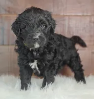 Smokey , a female Bernedoodle for sale in Lewisburg, PA – Photo 7 of 7