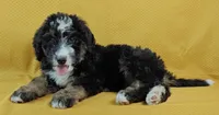 Luna, a female Bernedoodle for sale in Lewisburg, PA – Photo 6 of 10