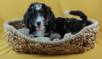 Luna, a female Bernedoodle for sale in Lewisburg, PA – Photo 1 of 10