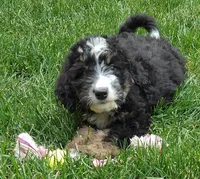 Luna, a female Bernedoodle for sale in Lewisburg, PA – Photo 10 of 10