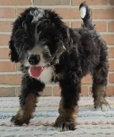 Luna, a female Bernedoodle for sale in Lewisburg, PA – Photo 4 of 10