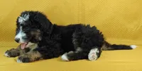 Luna, a female Bernedoodle for sale in Lewisburg, PA – Photo 9 of 10