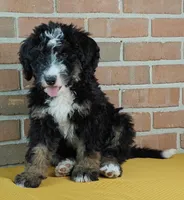Luna, a female Bernedoodle for sale in Lewisburg, PA – Photo 2 of 10