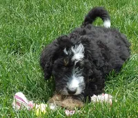 Luna, a female Bernedoodle for sale in Lewisburg, PA – Photo 7 of 10