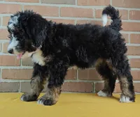 Luna, a female Bernedoodle for sale in Lewisburg, PA – Photo 3 of 10