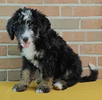 Luna, a female Bernedoodle for sale in Lewisburg, PA – Photo 8 of 10