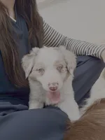 Honey , a female Border Collie for sale in Oklahoma City, OK – 2 of 2