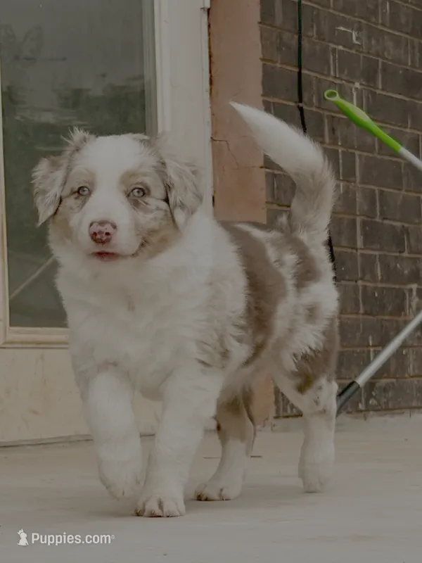 Honey  – Border Collie puppy for sale in Oklahoma City, OK