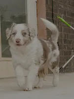 Honey , a female Border Collie for sale in Oklahoma City, OK – 1 of 2