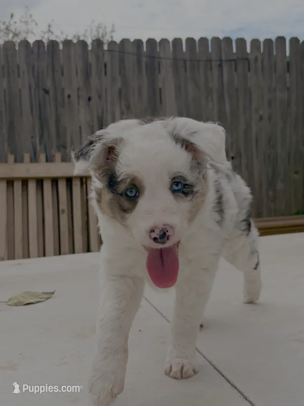Willow  – Border Collie puppy for sale in Oklahoma City, OK