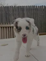 Willow , a female Border Collie for sale in Oklahoma City, OK – 1 of 2