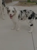 Willow , a female Border Collie for sale in Oklahoma City, OK – 2 of 2