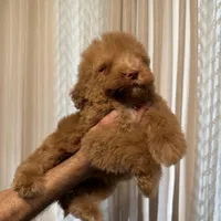 Cloe, a female Poodle - Standard  for sale in Manassas Park, VA – Photo 2 of 3