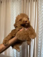 Cloe, a female Poodle - Standard  for sale in Manassas Park, VA – Photo 2 of 3