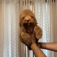 Cloe, a female Poodle - Standard  for sale in Manassas Park, VA – Photo 1 of 3