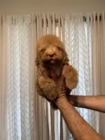 Cloe, a female Poodle - Standard  for sale in Manassas Park, VA – Photo 1 of 3