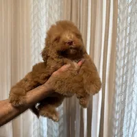 Cloe, a female Poodle - Standard  for sale in Manassas Park, VA – Photo 3 of 3