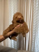 Cloe, a female Poodle - Standard  for sale in Manassas Park, VA – Photo 3 of 3