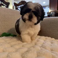 lily, a female Shih Tzu for sale in Manassas Park, VA – Photo 3 of 3