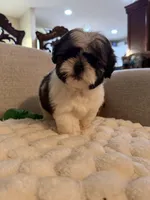 lily, a female Shih Tzu for sale in Manassas Park, VA – Photo 3 of 3