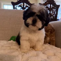 lily, a female Shih Tzu for sale in Manassas Park, VA – Photo 1 of 3