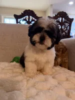 lily, a female Shih Tzu for sale in Manassas Park, VA – Photo 1 of 3