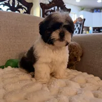 lily, a female Shih Tzu for sale in Manassas Park, VA – Photo 2 of 3