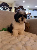 lily, a female Shih Tzu for sale in Manassas Park, VA – Photo 2 of 3