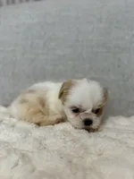 Ruby, a female Shih Tzu for sale in Manassas Park, VA – Photo 2 of 3