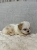 Ruby, a female Shih Tzu for sale in Manassas Park, VA – Photo 3 of 3