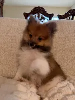 Rocky, a male Pomeranian for sale in Manassas Park, VA – Photo 1 of 3