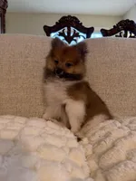 Rocky, a male Pomeranian for sale in Manassas Park, VA – Photo 3 of 3