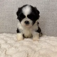 Rose, a female Shih Tzu for sale in Manassas Park, VA – Photo 4 of 4