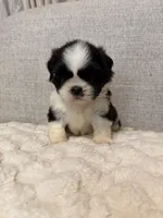 Rose, a female Shih Tzu for sale in Manassas Park, VA – Photo 4 of 4