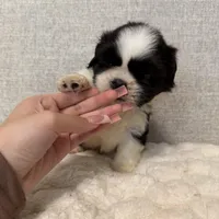 Rose, a female Shih Tzu for sale in Manassas Park, VA – Photo 3 of 4